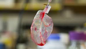 WorldTissueMeet's tweet image. 3D bioprinting placenta to help explain organ development 
#organengineering #internationalconferences #tissueengineering
To know more and learn attend our conference : bit.ly/2L0gq72