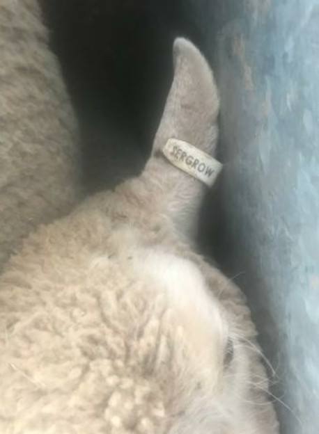 10 heavy lambs were stolen overnight from a #Binya rural property located on James Street on Friday night. 

The lambs contain a white NLIS ear tag PIC# NK440209 and SERGROW on the underside of the tag. 

If you have any information please contact Crime Stoppers.

#WINNews6pm