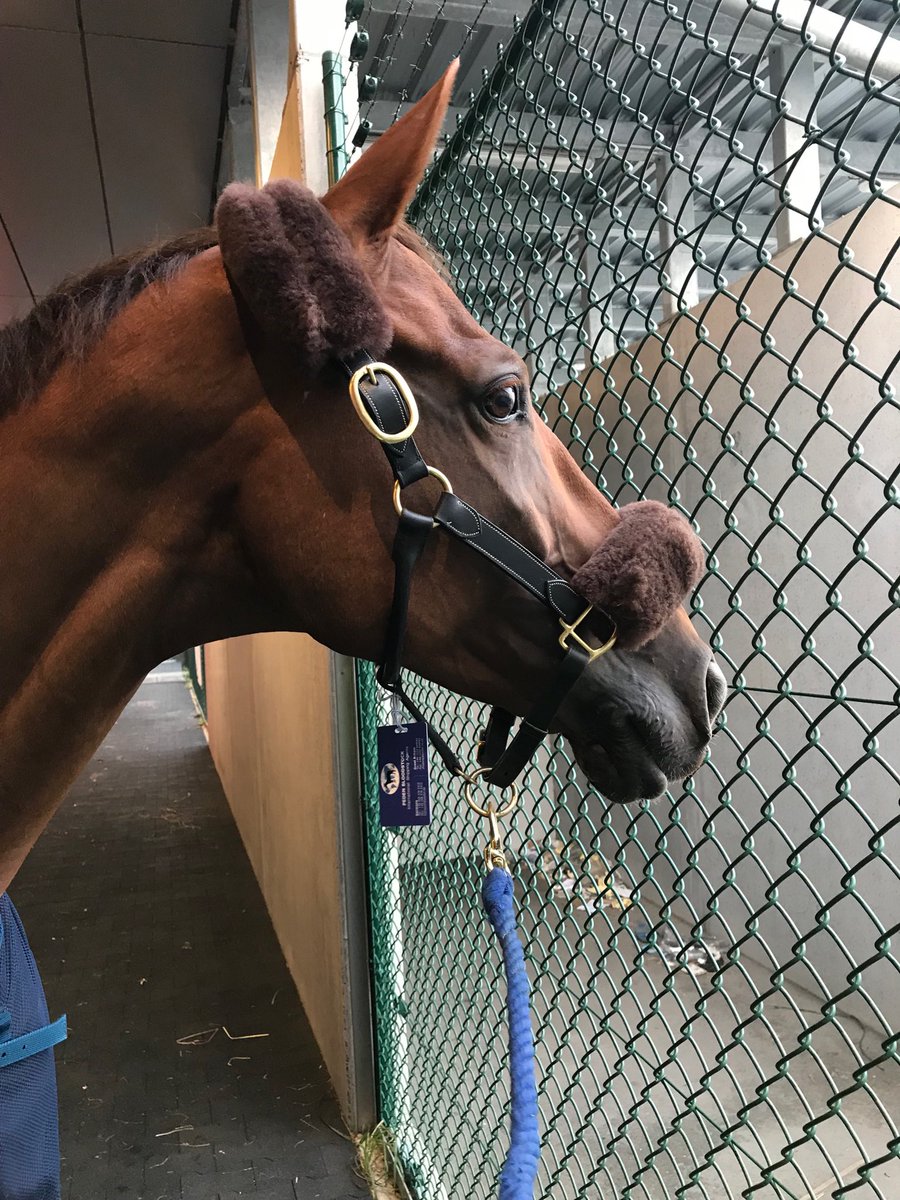 About to load the horses onto the plane ✈️ for the USA - Billy the Red checking out the airport ⁦<a href="/TeamGBR/">Leyton Team GBR Offshore</a>⁩ #WEG