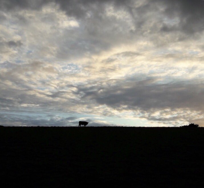 The Rosevine tweet media