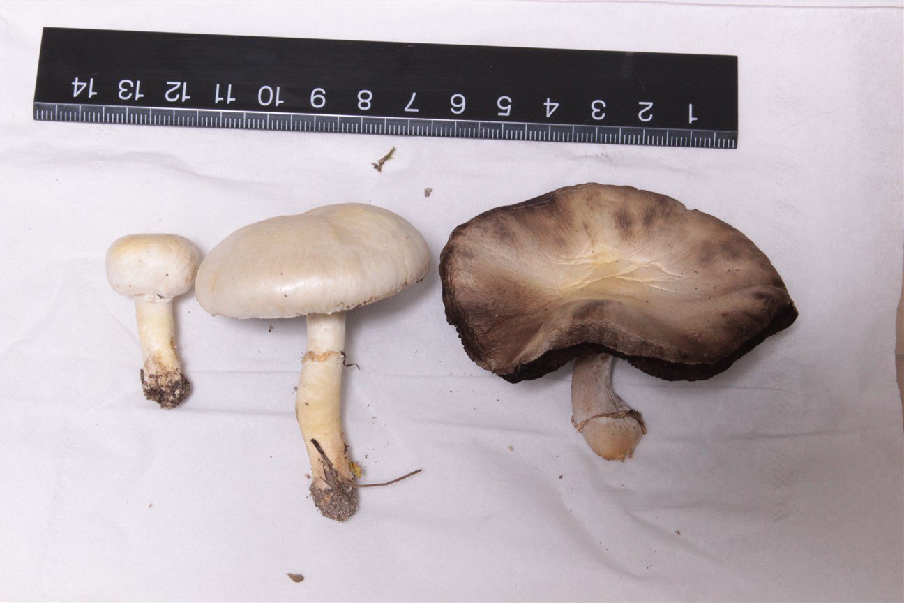 ガガンボ 原稿 Na Twitteru ハラタケで面白いのは傘裏 若いうちは綺麗なピンク色をしているが 成熟していくにつれてピンク チョコレート色 ほぼ黒と変化していく T Co Guhhzjkhju Twitter