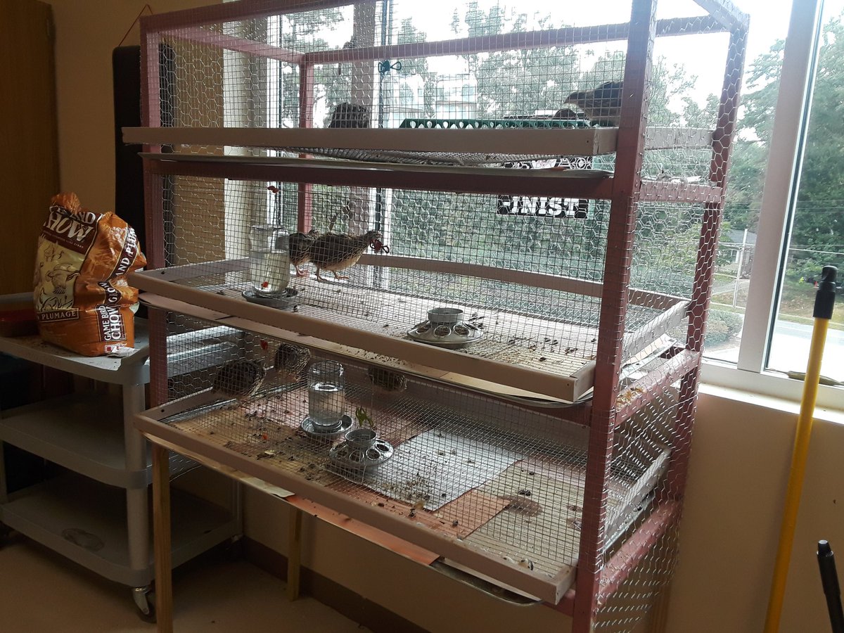 GrundSabrina's tweet image. On a visité le labo! When STEM &amp;amp; Work Languages go 👭 @apscskywla Merci @MsLPena 😍🐤🐣 #quails #passécomposé #french @gadoeworldlang @APSWorldLang