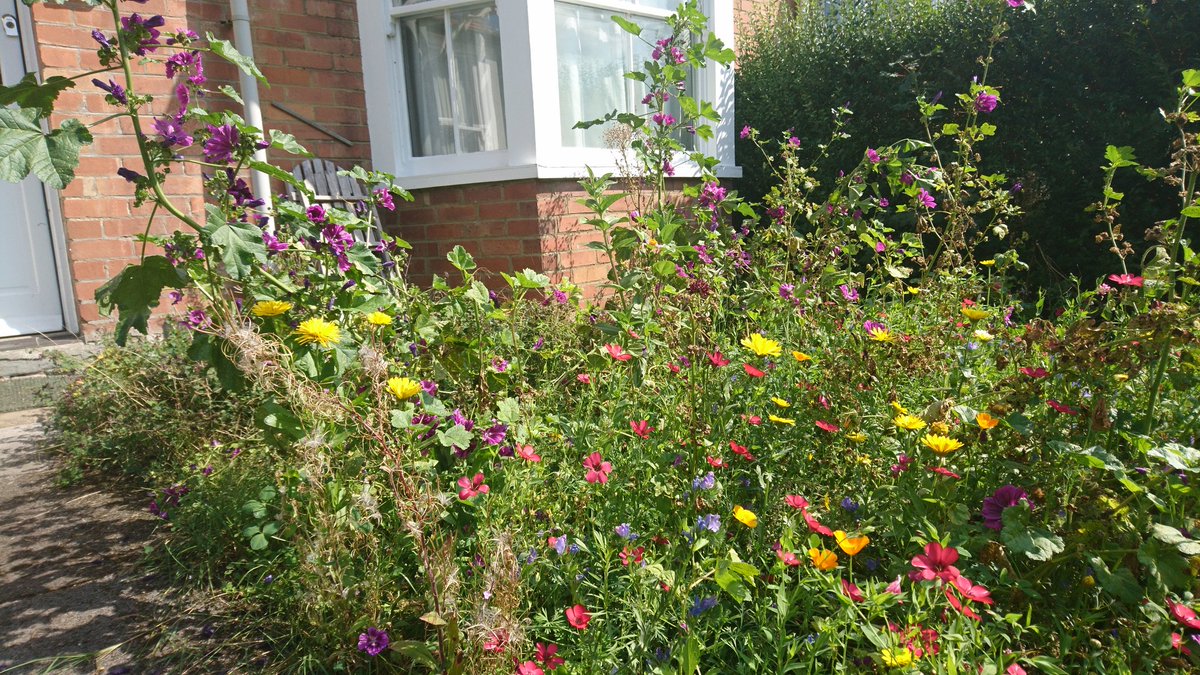 Meadow In My Garden Hearing The Buzz In This Little Pollinator Patch In My Front Garden Is Such A Joy On This Sunny Day