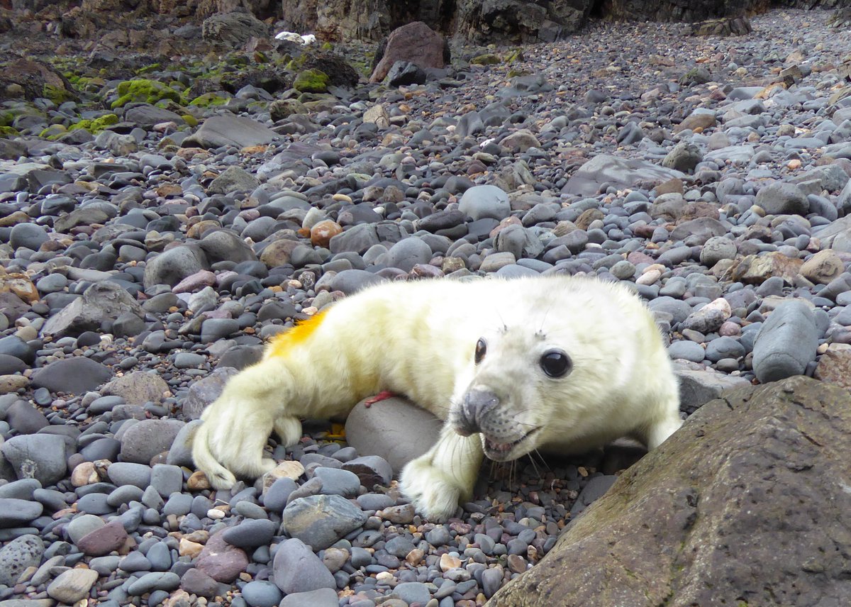 Seal season is in full swing, we watched a seal giving birth on south haven at 10am and this little sweety can be seen on Driftwood Bay (viewable from Captain Kites)