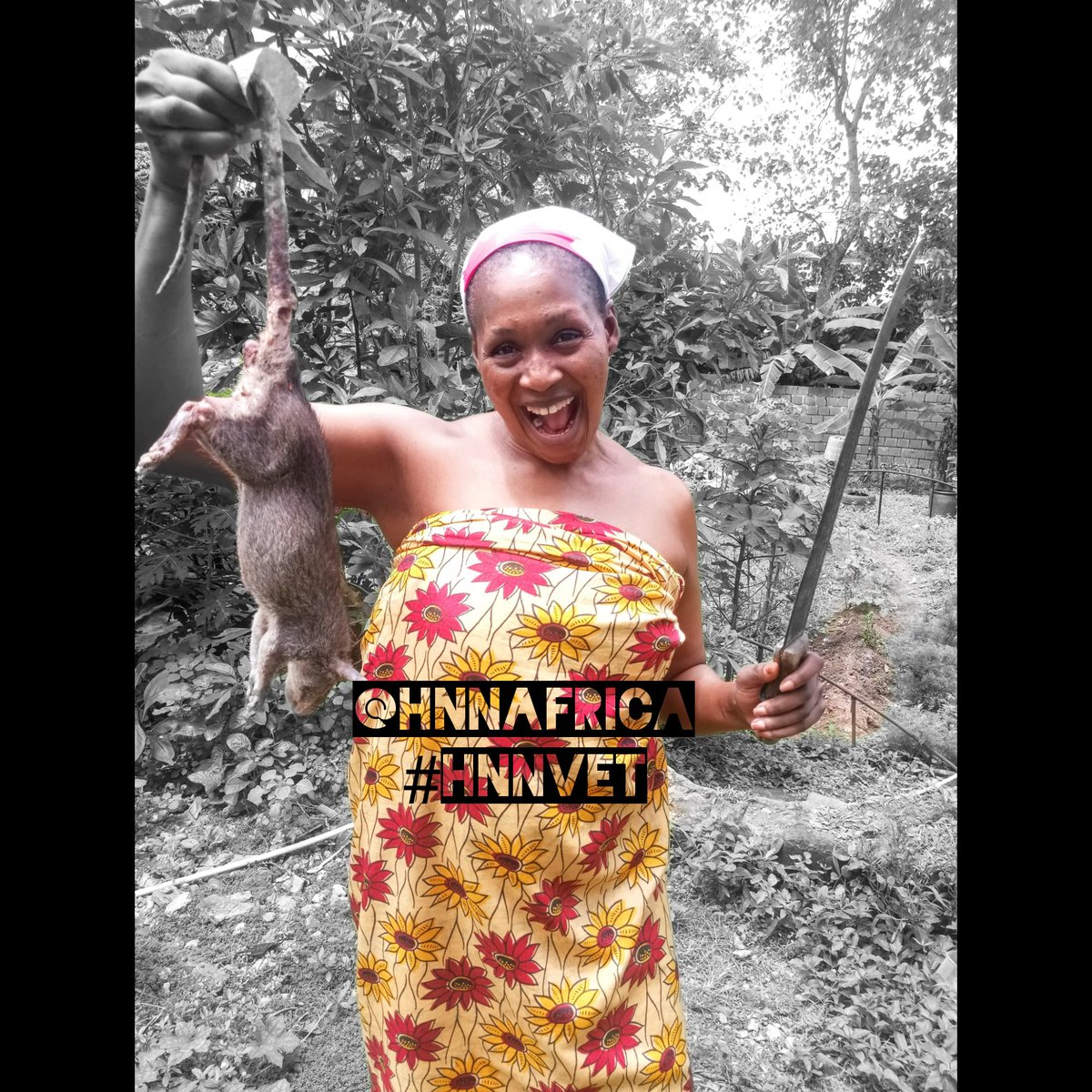 drkemiofnigeria's tweet photo. #BREAKING At 12:14pm moments ago, I KILLED my first bush rat. Many of you know from #hnnenvironment that I live on a wild life reservation in #Ibadan. Clap for me๐ Next I will fire up the wood to roast am!! Going upstairs to get the garlic, onions and curry
๐๐ญ๐ฐ๐ฅ๐ช #hnnvet https://t.co/eEIjQWlGFt