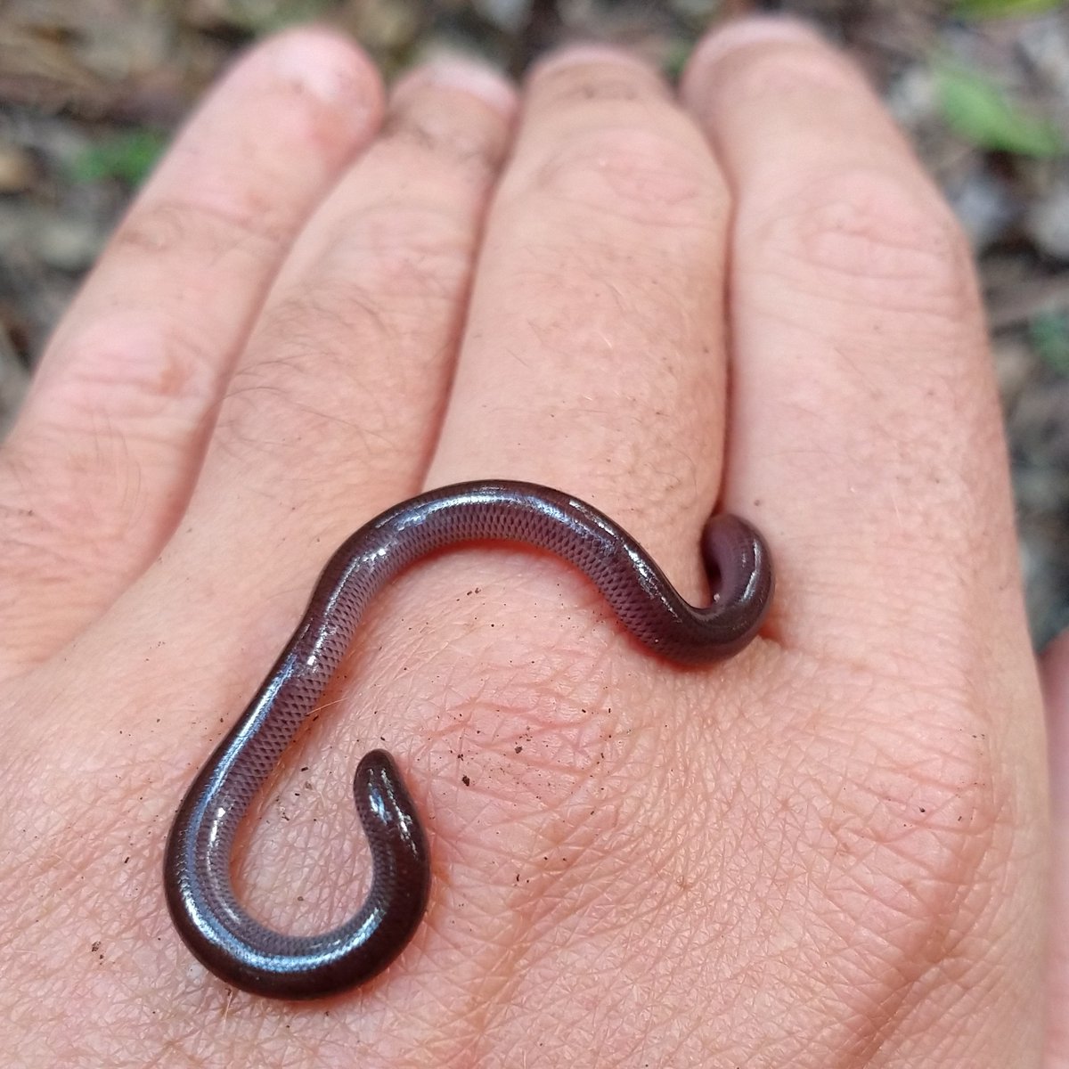 travel_wildlife's tweet photo. highlight of the day: a very feisty Plant-pot Worm Snake, #Ramphotyphlops braminus.
A pan-tropical species, looking for all the world like an over-excited earthworm
And yep, that's full size...
#wildlifetravelling
#NewCaledonia #NouvelleCaledonie
#wormsnake #typhlopidae https://t.co/jkqNuPbfc9