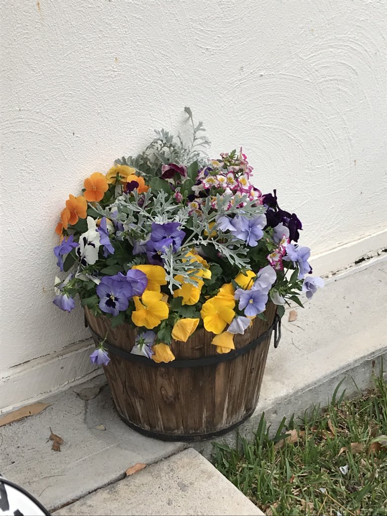 Gardening with the #forgottenaustralians today bright #flowers bring #joy and #friendship  #nomoresilence #survivors #therapeutichorticulture