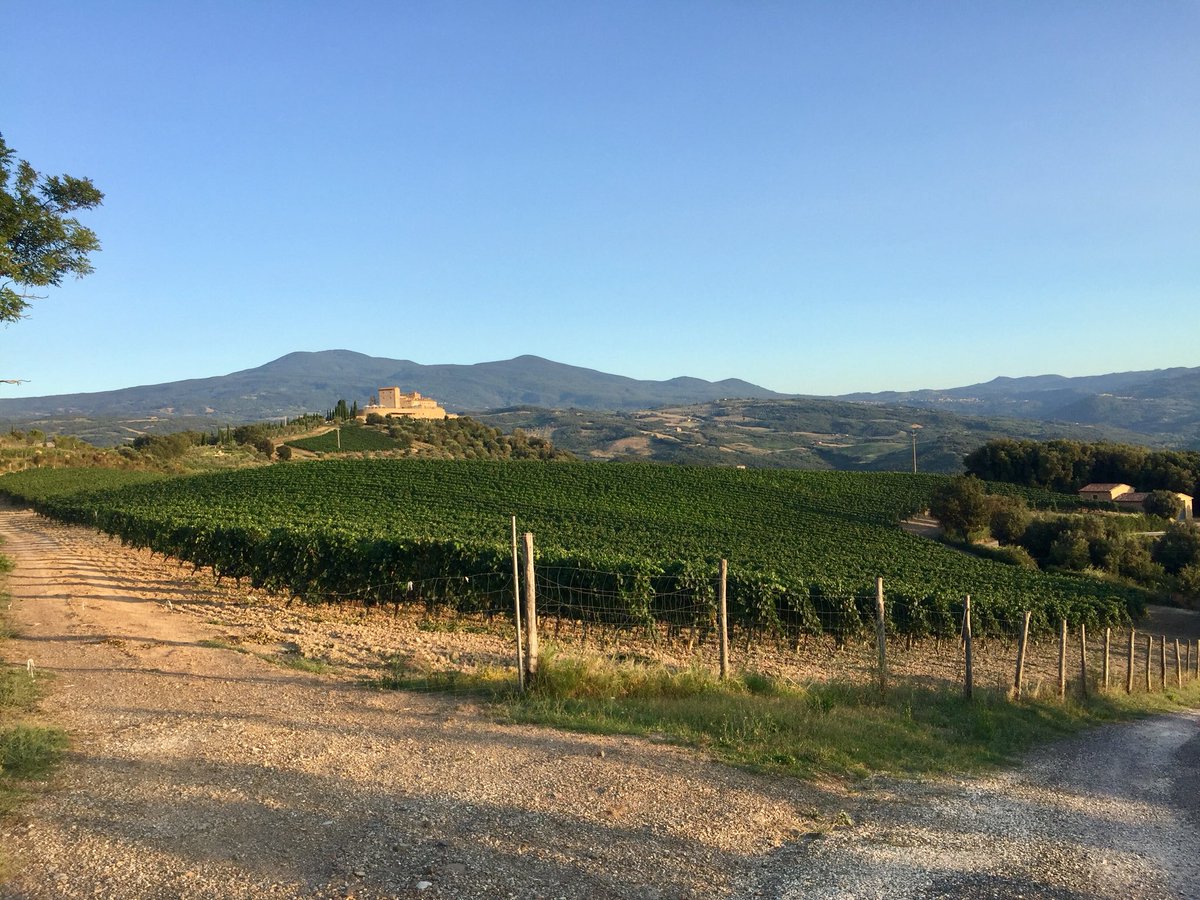 WinetoSrl's tweet photo. Brunello di Montalcino vineyard 🍇🍷 
.
.
.
#like #follow #share #comment #subscribe #castelnuovodellabate #montalcino #borghettomontalcino #tuscany #tuscanygram #italy #italia #santantimo #valdorcia #travel #travelblogger #travelphotography #travelgram #travelling #travels https://t.co/2NXKsDPI2Z