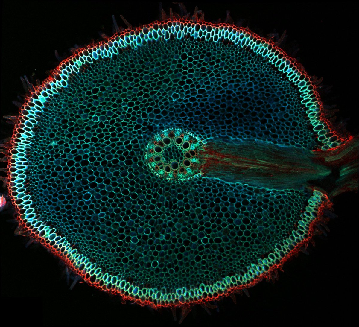 At nottingham.ac.uk/hiddenhalf we are also sharing images of root anatomy. These beautifully colourful images were created by imaging stained cross sections of roots under a confocal microscope. These images are #wheat, #sugarbeet and #freesia. 

#plantscience #rootbiology #sciart