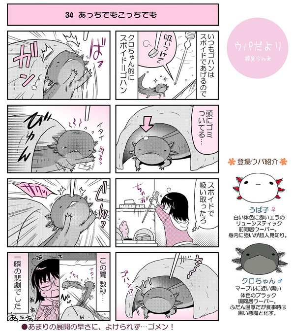 ウーパールーパー を含むマンガ一覧 古い順 3ページ ツイコミ 仮