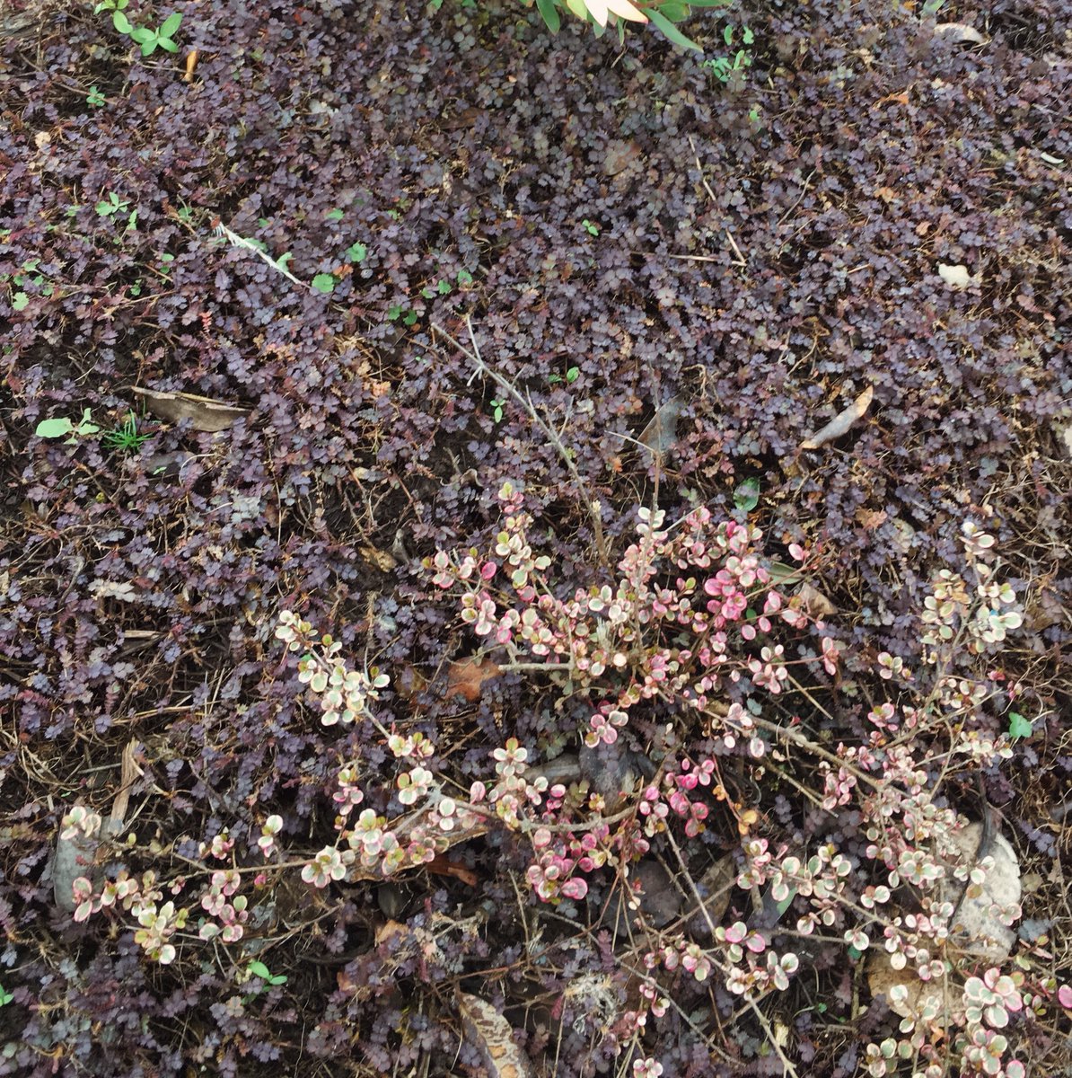 saw so many nice colours today