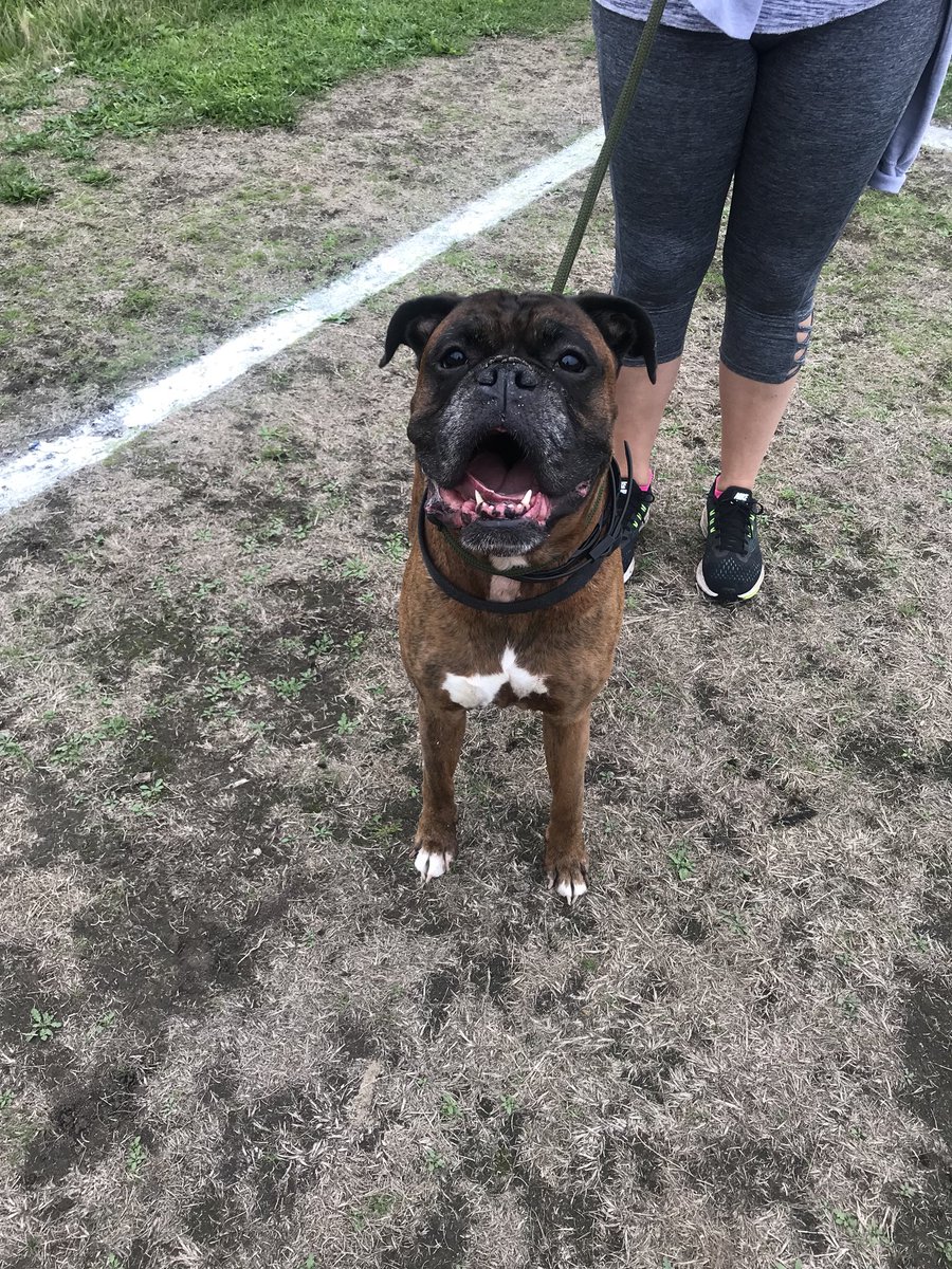 Found a lost dog on wanstead flats called Cooper. Only a landline no on his tag