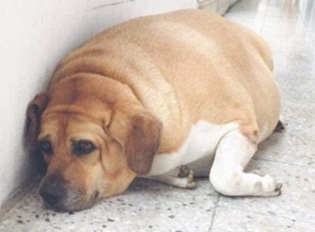 子犬のへや Na Twitteru 台湾 新北市の小学校で飼われている犬の 小白襪 アザラシのように丸々 と太りきった体は50kg おやつを与えずきちんと散歩に連れて行くこと という当たり前の指示が今頃になって全生徒に出される 犬動物虐待 話題犬 子犬 子犬のへや Na Twitteru 台湾 新北市の小学校で飼われている犬の 小白襪 アザラシのように丸々 と太りきった体は50kg おやつを与えずきちんと散歩に連れて行くこと という当たり前の指示が今頃になって全生徒に出される 犬動物虐待 話題犬 子犬