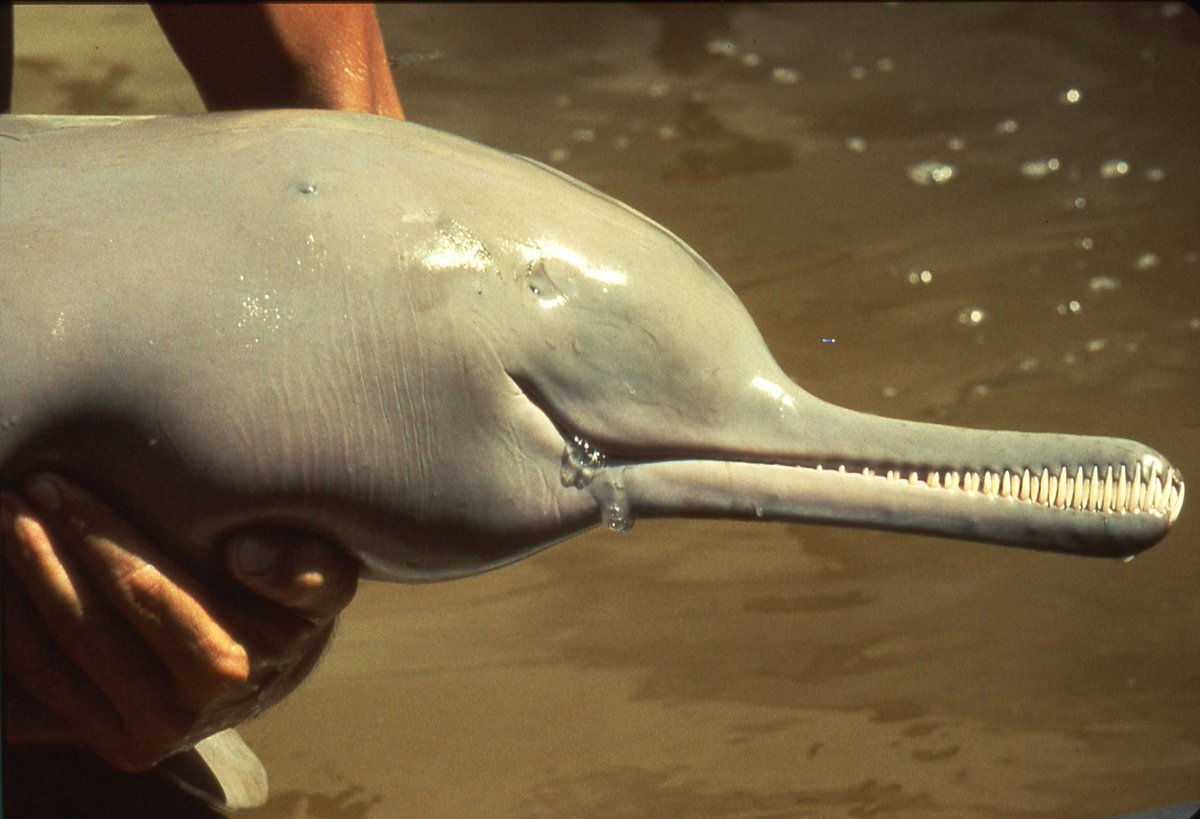 A Book of Rather Strange Animals on Twitter: "The blind Indus river dolphin or susu is an endangered species from India & Pakistan. (Photo: Ted Stephenson)… "