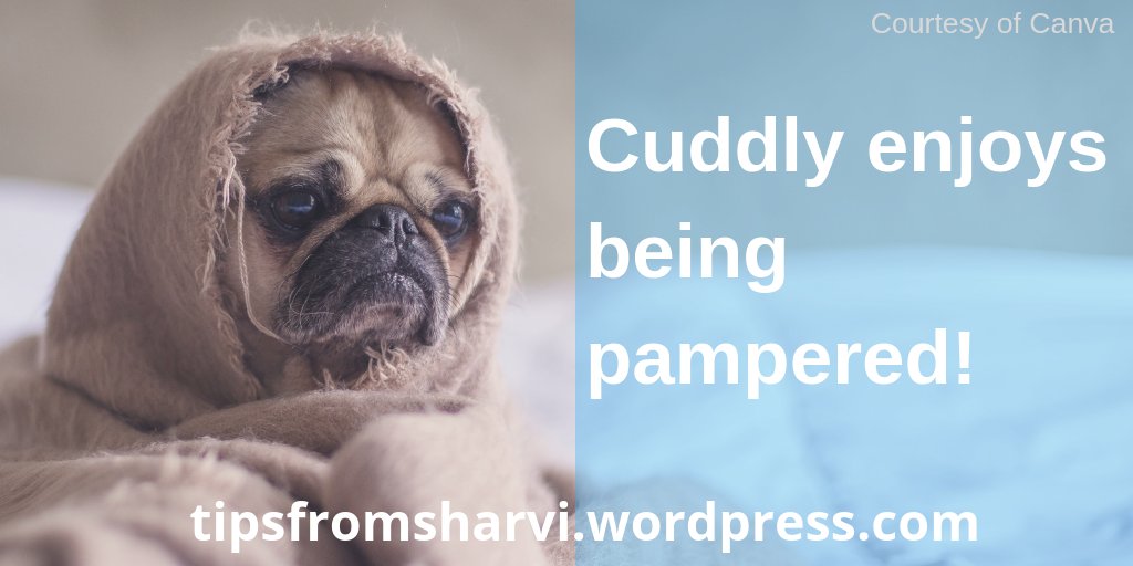 Cuddly enjoys being pampered!

Do you love puppies?

#tipsfromsharvi
#puppies
#ilovemydog
#ilovemycat
#cozybedroom
#cozycorner
#selfcare
#pamper