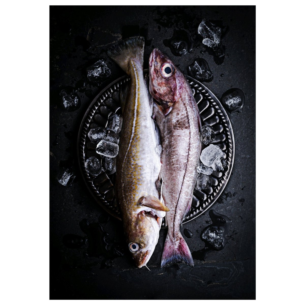 DuffinsMuffins's tweet photo. Nothing fishy going on here, just some cod and haddock sharing a bed! @keenanseafood #freshfish #seafood #northernireland
#foodphotography #foodphotographer #fish #cod #haddock #irishsea #pinkladysnapssept18 @foodphotoaward @pinkladyappleuk https://t.co/4WbSmUvXJm
