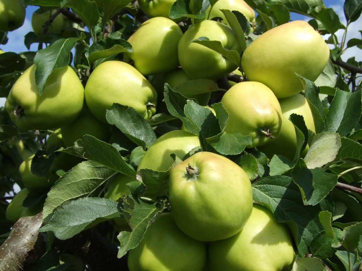 Aicinām darbā strādniekus ābolu ražas novākšanā.  Autobuss kursē no Kandavas uz Pūri. Informācija pa telefonu - 26139104