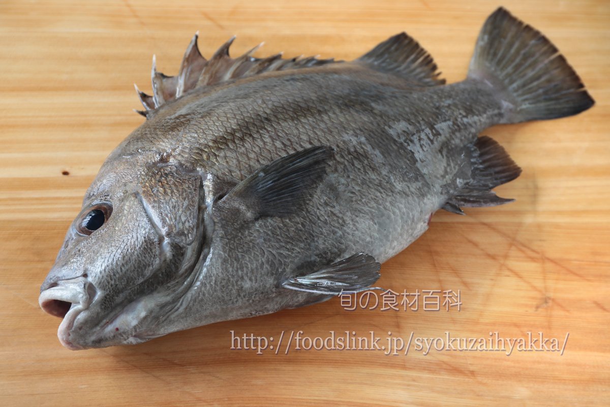 旬の食材百科ーフーズリンク Twitterissa T Co Skjaanj8ey シマセトダイ イサキ科ヒゲダイ属の魚 で 漁獲量が極めて少なく市場にはまれにしか出回らないちょっとレアな魚です 味はヒゲダイの親戚だけあってクセや臭みのない白身の魚で イサキにも似た綺麗な