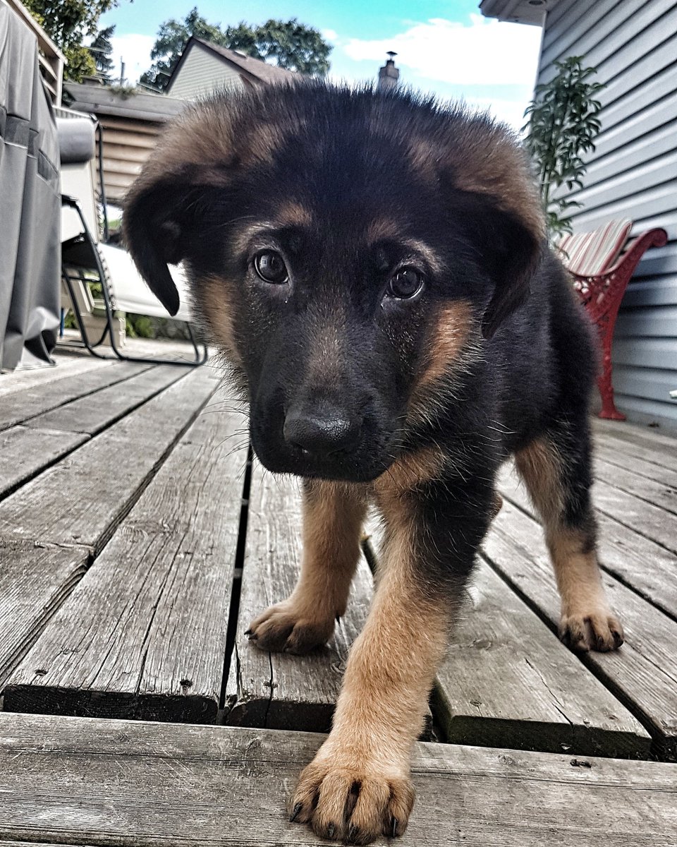 WalkinDogwalk's tweet photo. Miss Willow and her sweet face!
😘💖🐶💕
@WalkinDogwalk
#walkinthedoginwhitby #walkinthedog #whitbydogwalkers #whitbydogwalking #gsdpuppies #gsdpups https://t.co/4tpka9ecLb