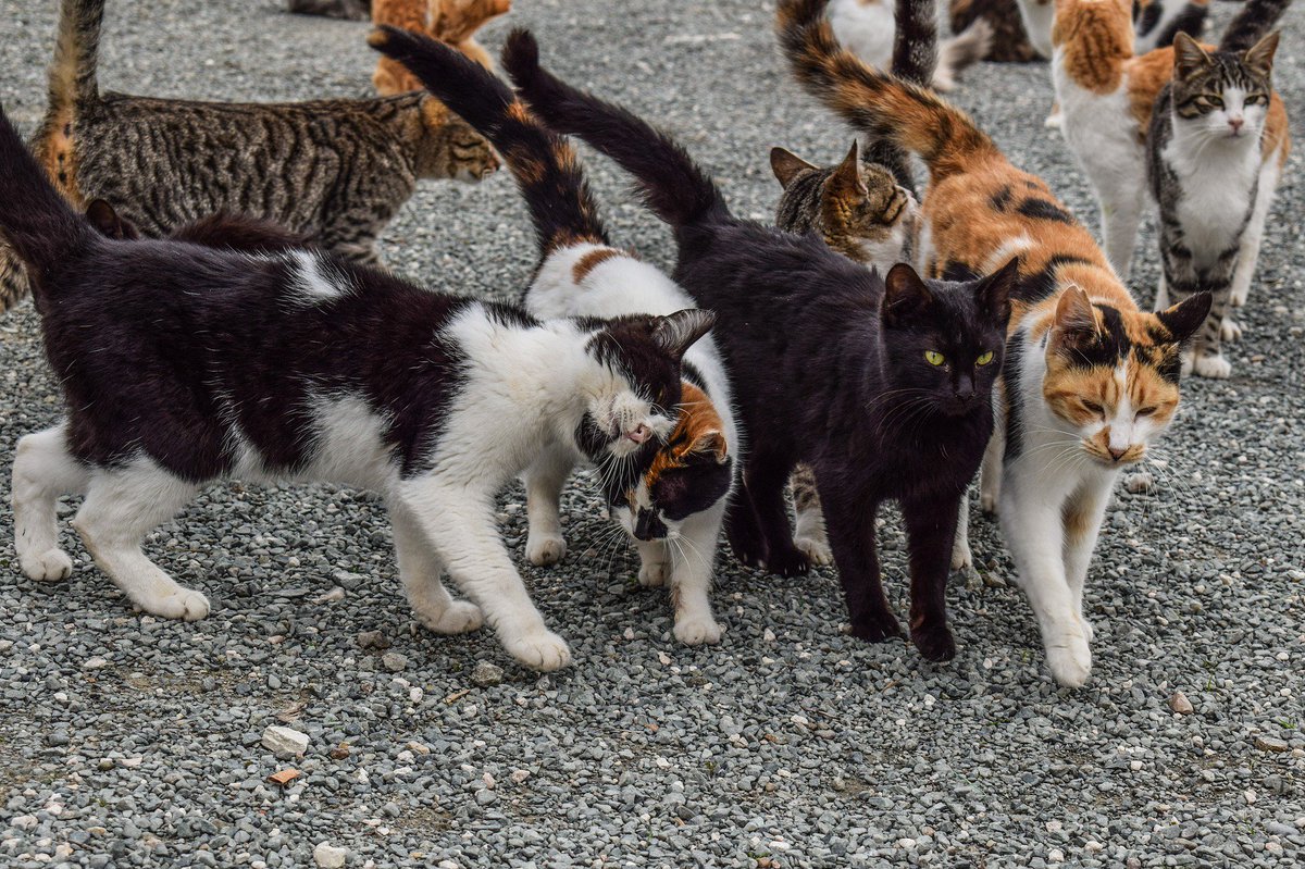 qikipedia's tweet photo. A group of feral or wild cats is called a destruction. https://t.co/R0Jpa9TzvK