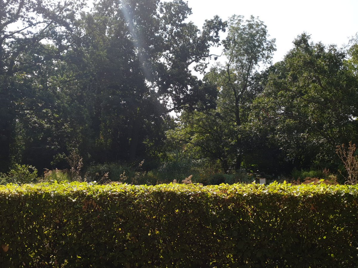 ChristianRistok's tweet photo. Still one of the most beautiful spots to relax and read a paper or two. The Botanical Garden in @UniHalle https://t.co/MQU5cGrnoy