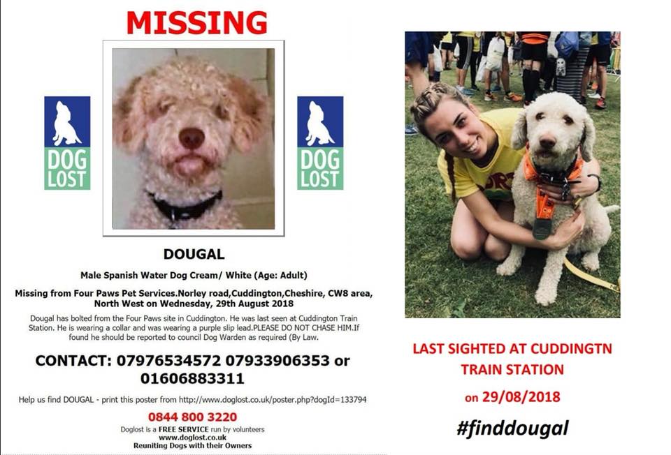 walkdenpah's tweet photo. Dougal the Spanish water dog has gone missing in the Cuddington area of Cheshire since 28/8/18 If anyone has any information please contact the numbers on the photo and lets see if we can bring Dougal home.

#Finddougal https://t.co/Cia2W37MUv