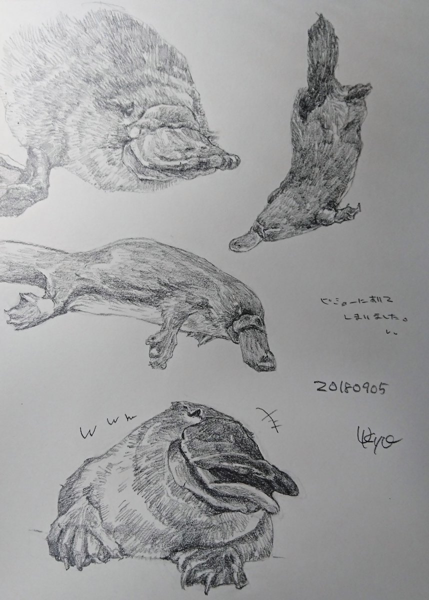 Kagetsu Ukyo 卯京 華月 בטוויטר 今日の落書き カモノハシづくし 不思議な哺乳類デス W 落書き 鉛筆画 練習 素描 一日一絵 今日の落書き 絵描き Art 絵描き人 絵描きの輪 絵描きさんとつながりたい イラストの森 イラスト基地 イラスト王国 Kagetsu Ukyo 卯京 華月 בטוויטר 今日の落書き カモノハシづくし 不思議な哺乳類デス W 落書き 鉛筆画 練習 素描 一日一絵 今日の落書き 絵描き Art 絵描き人 絵描きの輪 絵描きさんとつながりたい イラストの森 イラスト基地 イラスト王国