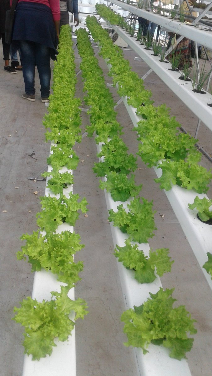 WIBCInnovation's tweet photo. Johannesburg stand up fresh produce in your City wow!!!! We have rooftop farms lets us support local Agri-preneurs @JhbPartnership @SABEntrepreneur @Seda_dsbd @DocMagondo we have amazing crops just around the corner #freshproduce#freshvegetables #straightfrom the farm. https://t.co/0R2I3zK4Jm