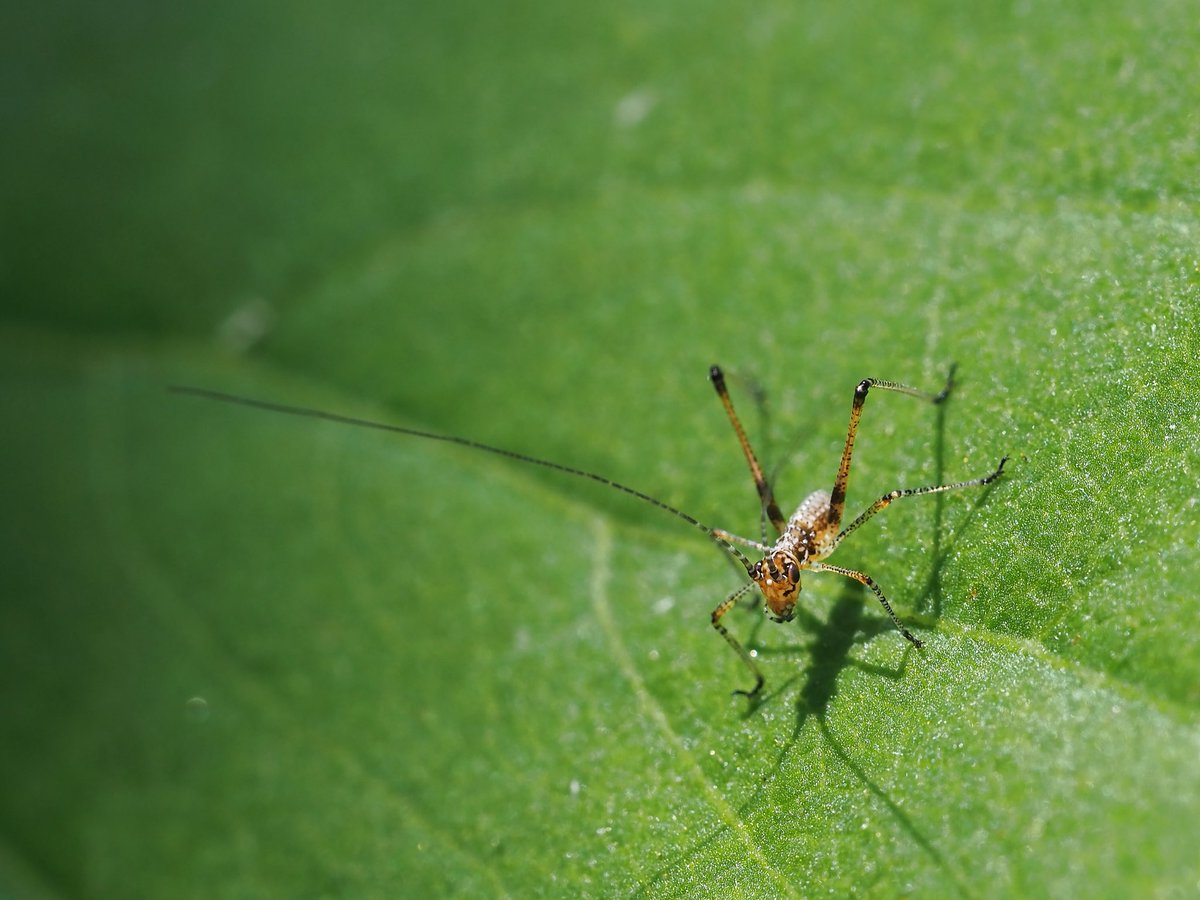 塵介 露虫の幼虫 ツユムシ 幼虫 昆虫