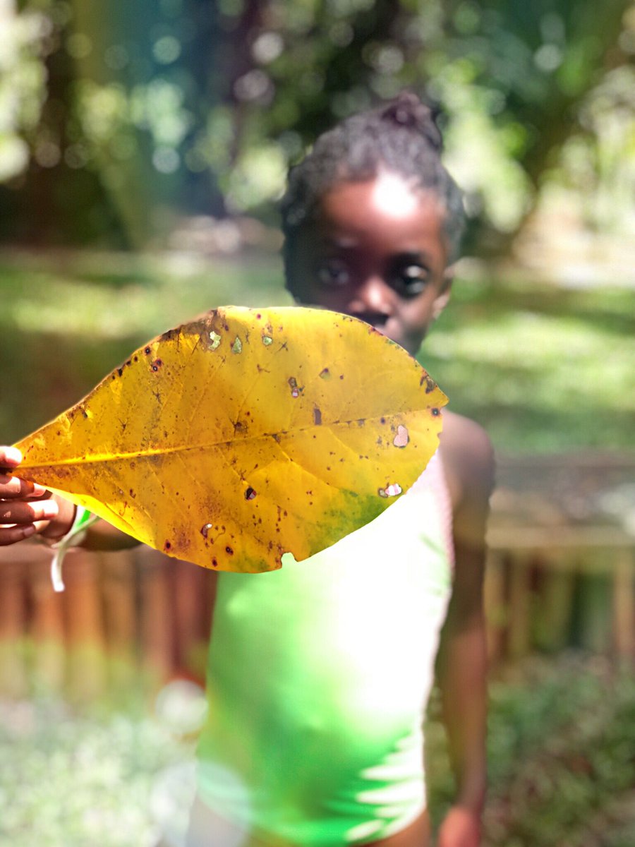 I found this huge leaf in Ocho Rios, #Jamaica