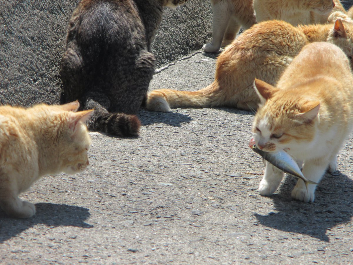 どら猫 Twitter Search どら猫 Twitter Search