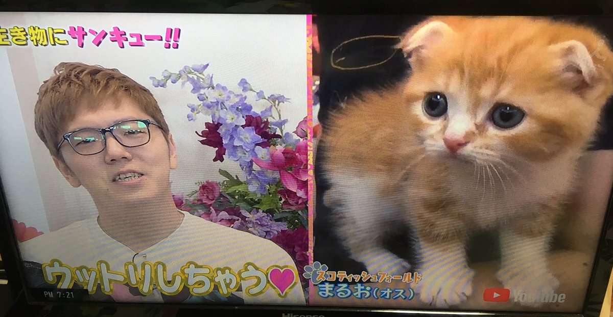 とどろきちゃん On Twitter Hikakin ヒカキンさんテレビに出てる まるおーー 生き物にサンキュー Tbs Hikakin まるお