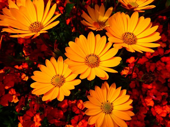 ট ইট র 希望の花言葉 マリーゴールド 鮮やかなオレンジや黄色の花を咲かせる花 花の名前の由来は聖母マリアの祭日と呼ばれる日に マリーゴールドが花を咲かせていたことに由来するといわれています 花言葉は 生きる