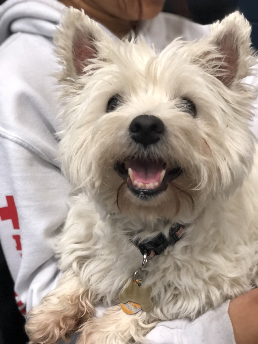 PAWS548_NFHS's tweet photo. Lola’s First day back at school!!
Everyone is super happy to have a new friend with them this week!! 🐶🐶 https://t.co/2iU6ndbQjR