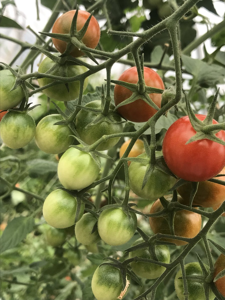 Great to pop down to the farm today thanks @r_holmes81