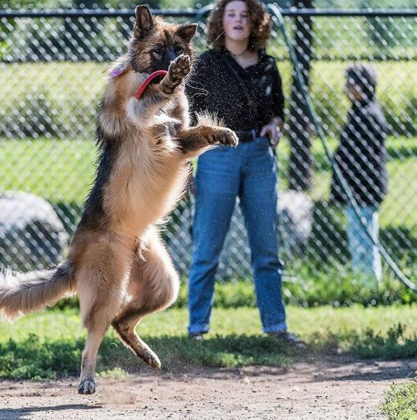 Superwoman!😂 Credit to @dogzoneofficial #gsdgsds #gsdloverss #gsdpuppies #gsdnation #gsdlife #gsdcute #gsddaily #gsdpage #gsdunited #gsd_corner #gsd4life #gsdpost #dog #perro #germanshepard #germanshepherd #germanshepherdpuppy #germanshorthairedpointer #germanshepherds