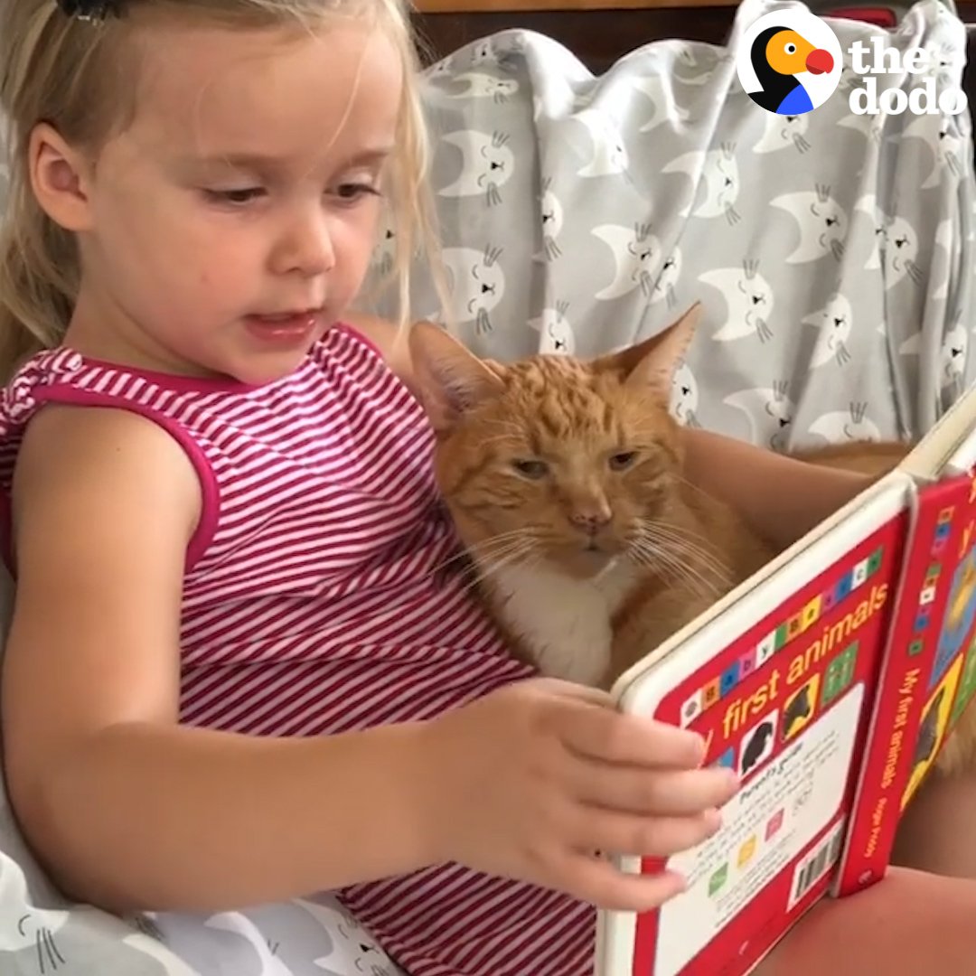 The Dodo on Twitter: "Just a little girl teaching her cat about animal