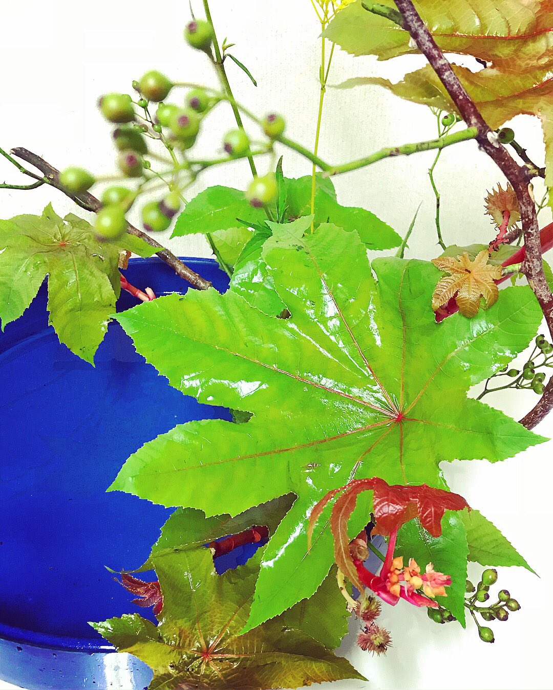 Miporingo 野ばら 唐胡麻 とうごま 女郎花 おみなえし をいけました Ikebana いけばな T Co Mxtgdhshgh Twitter