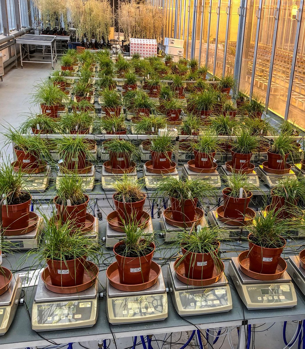 NPPC_UK's tweet image. Latest experiment on gravimetric system is a controlled drought applied to grasses with varying nitrogen use efficiency. @innovateuk @wearegerminal #appleproject #grass #drought #climatechange