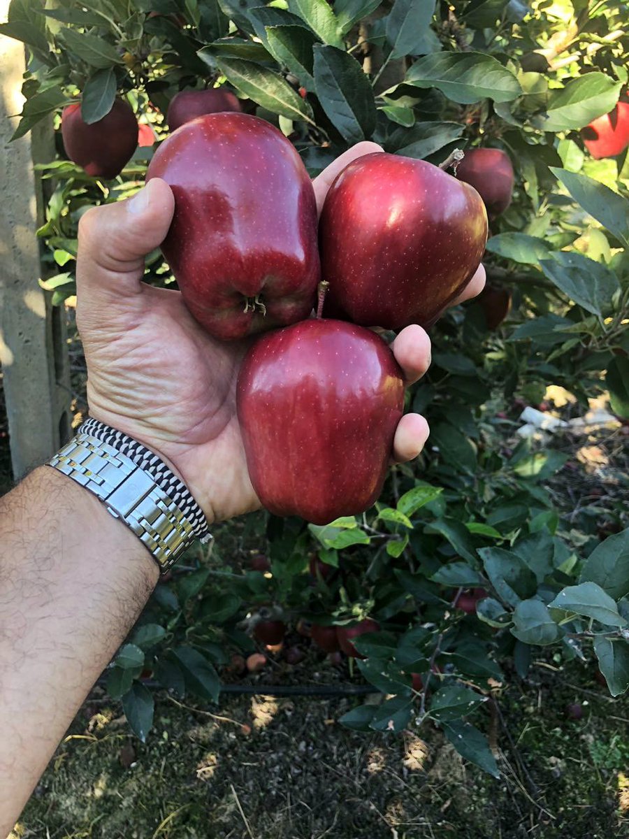 CAmaltheia's tweet photo. Fact : #Apples , not caffeine, are more efficient at waking you up in the morning. 

Apples in #Royal_Gala &amp; #Granny_Smith variety. https://t.co/72RGkT0cWy