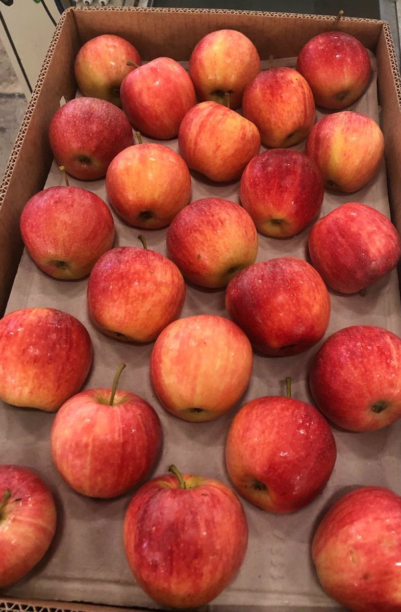 CAmaltheia's tweet photo. Fact : #Apples , not caffeine, are more efficient at waking you up in the morning. 

Apples in #Royal_Gala &amp; #Granny_Smith variety. https://t.co/72RGkT0cWy