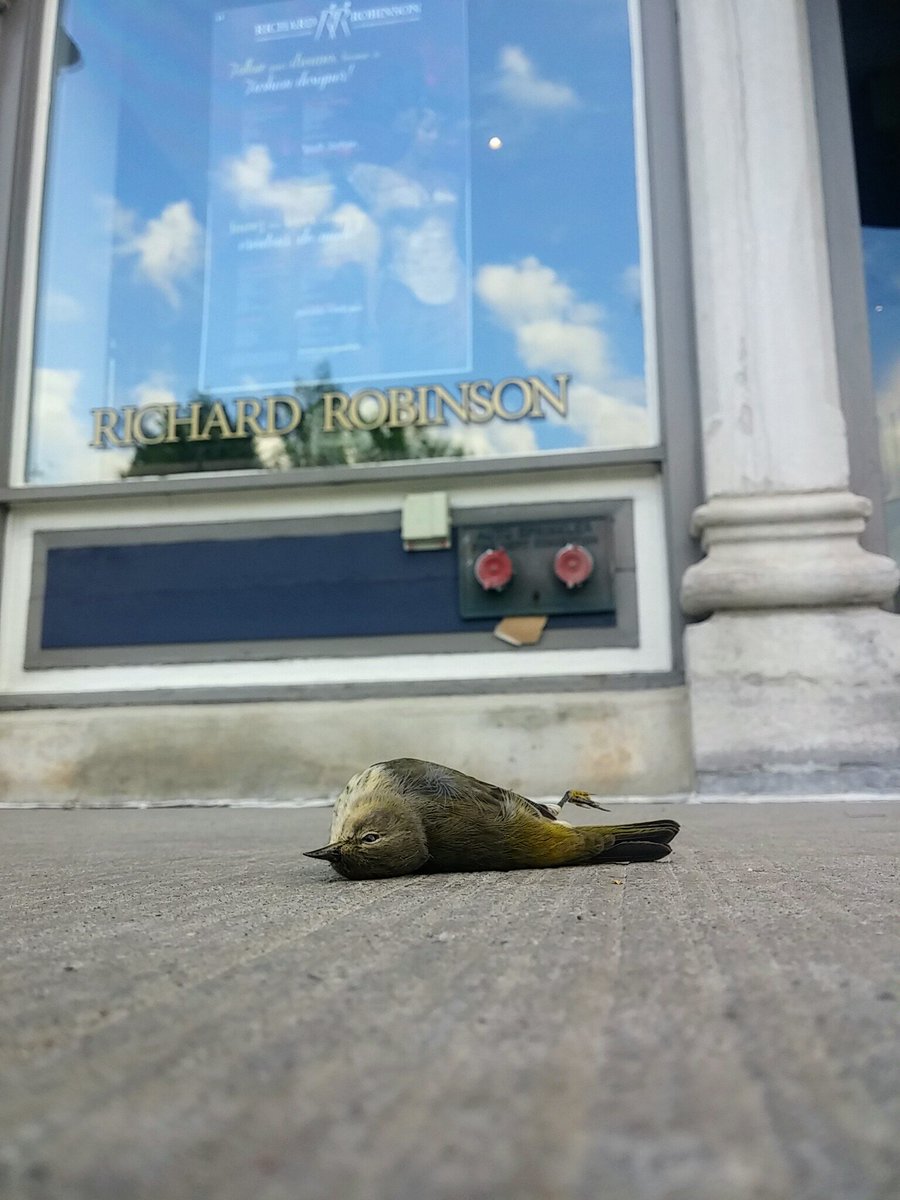 SafeWingsOtt's tweet image. #Windowcollision victims are a fall fashion staple. We'd like to see them go out of style. #ottbird @rrfashiondesign