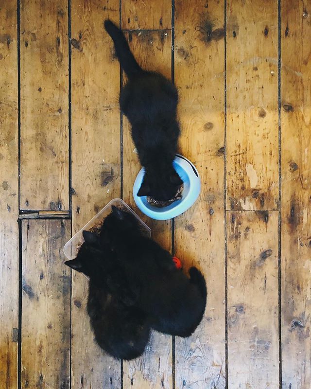 It's been great fun having kittens in the house. Fostering has been a wonderful experience so far 👌
-
#Animals #AnimalsOfIG #AnimalsOfInstagram #Cats #CatsOfIG #CatsOfInstagram #FosterCats #Fostering #AnimalFostering #ICanHasCheezBurger #AnimalPhoto #AnimalPhotography #Stray…