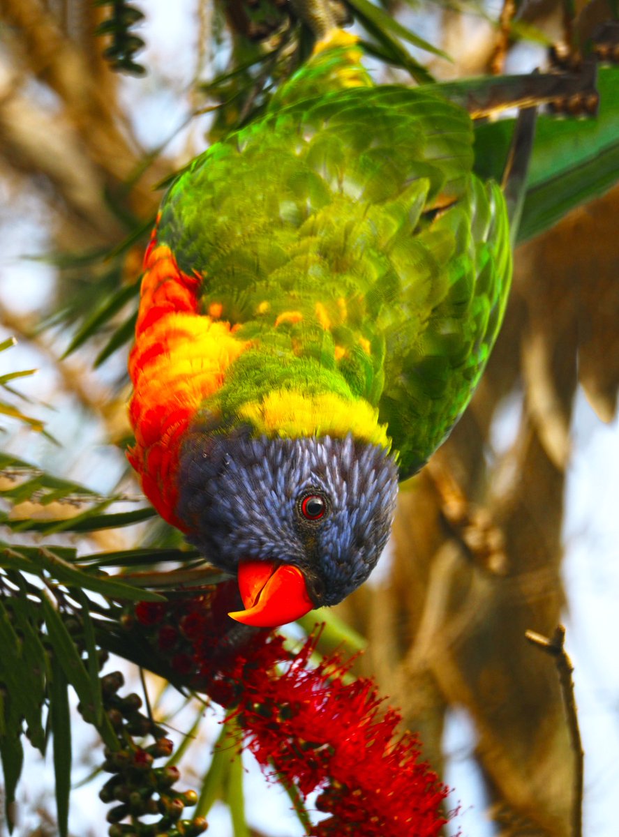 Karintaylor's tweet photo. Rainbow Lorikeets in my backyard feasting on nectar from grevillea flowers. Very cheeky and friendly visitors. #rainbowlorikeet #olympusmirrorless #parrot #parrots #australia #eastcoastaustralia #lorijeet #lorikeets #lorikeetsofinstagram https://t.co/VcGoTf5kQw