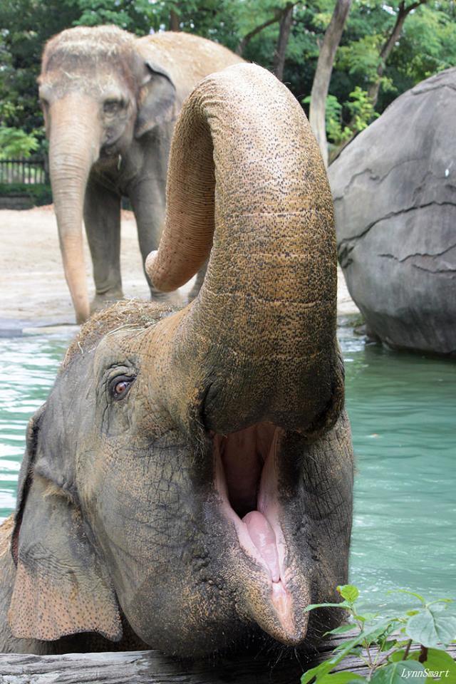 Elephants don't sweat so a dip in the pool on a hot day helps to keep them cool.