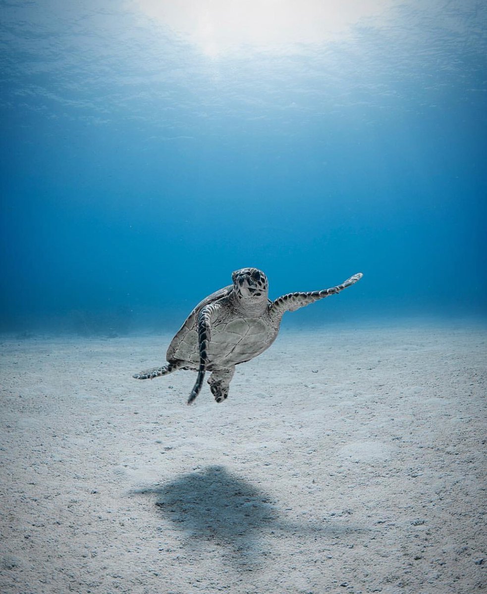 ScubaDiveLDN's tweet photo. Just chilling in the big blue 🤙🏼 

📷: @ caymanjason (IG)

#ScubaDiveLondon #ScubaDive #Scuba #PADI #London #UKDiving #Ocean #LearnToDive #UnderWater #DiveLife #Travel #Nature #SeaLife #ProjectAware #UnderwaterPhotography #MarineLife #UnderTheSea #Turtle https://t.co/zS5SW7L257