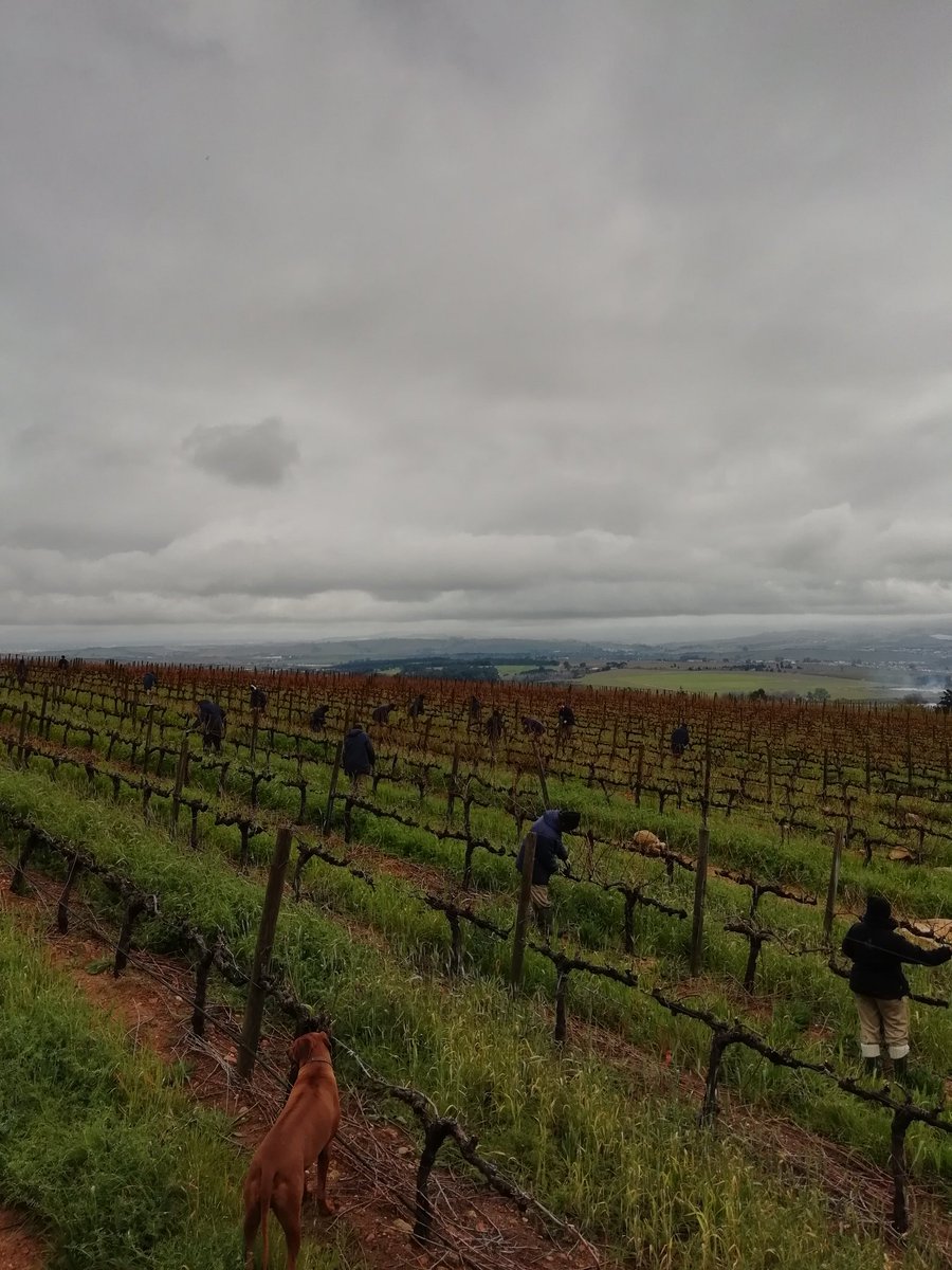 justin_botha26's tweet photo. Pruning happening the past weeks @waterfordestate, this is a view from the Wine Safari Deck over the Cabernet vineyard!
#WaterfordEstate #WaterfordWay #winedrive https://t.co/J4VqvFLlCd