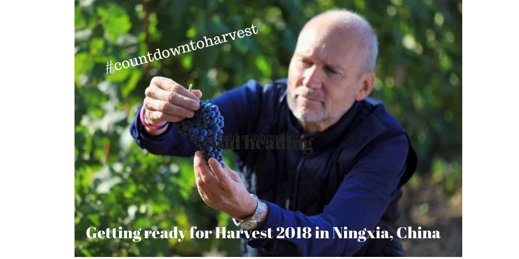 ChangyuMoserXV's tweet photo. The countdown to #harvest2018 begins! @lenz_moser gears up for his 5th harvest @changyumoserxv in #ningxia #china The grapes 🍇 are looking healthy, with perfect ripening & conditions have so far been great. Watch this space ... #countdowntoharvest #grapepicking #chinesewines https://t.co/FTdW9Lb3t0