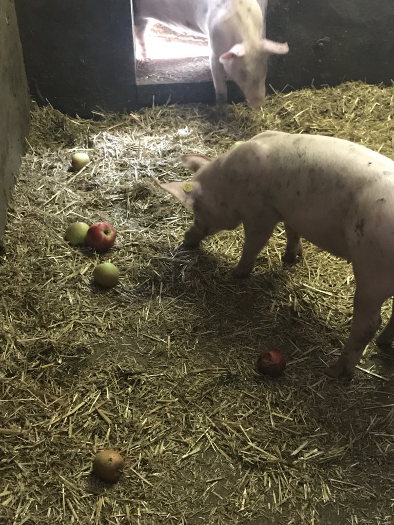 2/2.. zijn mooi meegenomen. Deze worden aan huis verkocht en de slechte appels hebben ook een heel goede bestemming 😉
