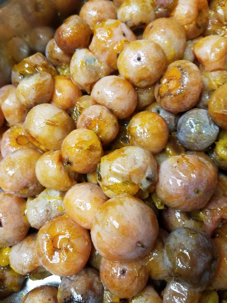 Even though it's 100°, we have persimmons. #thanksmrsandrews